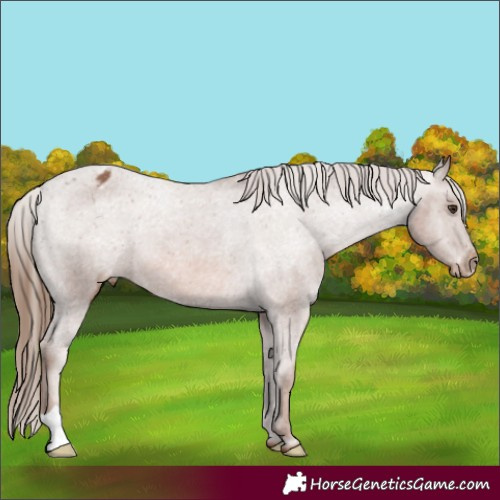 Horse Color:Chestnut Appaloosa 