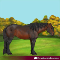 Horse Color:Brown 