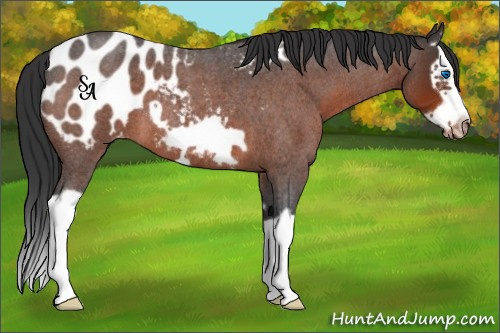 Horse Color:Brown Roan Splash Frame Appaloosa 