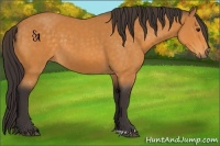 Horse Color:Buckskin 