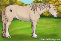 Horse Color:Perlino 