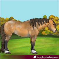 Horse Color:Buckskin 