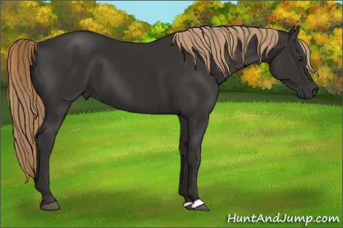 Horse Color:Liver Chestnut 