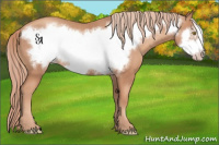 Horse Color:Gold Champagne Frame 