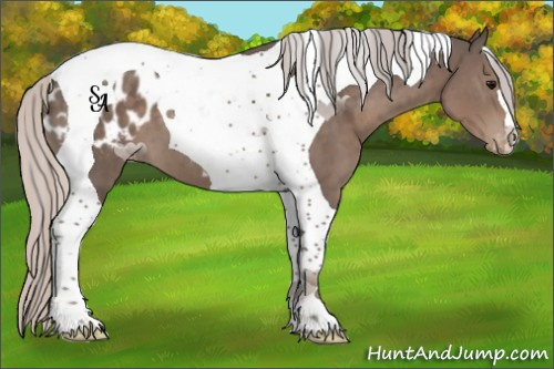 Horse Color:Silver Black Tobiano Appaloosa