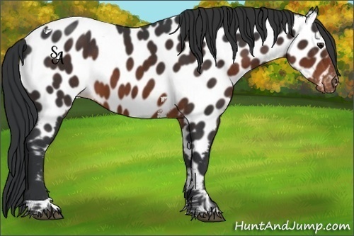 Horse Color:Brown Tobiano Near Leopard