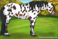 Horse Color:Brown Tobiano Near Leopard 