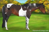 Horse Color:Brown Tobiano 
