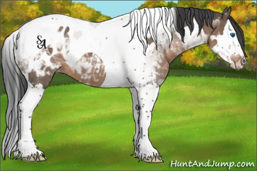 Horse Color:Brown Dun Splash Tobiano Blanket