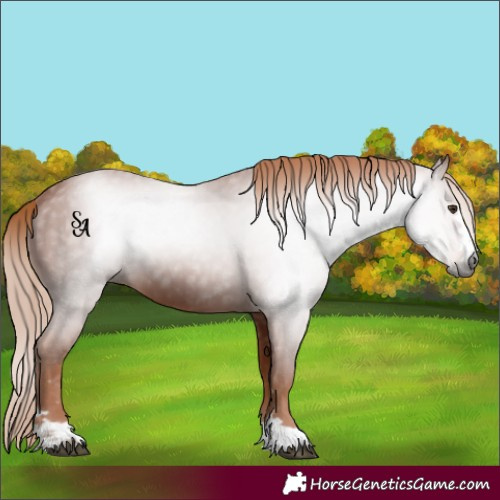 Horse Color:Gray Chestnut 