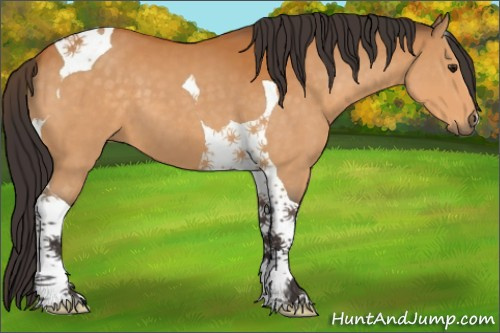 Horse Color:Buckskin Tobiano