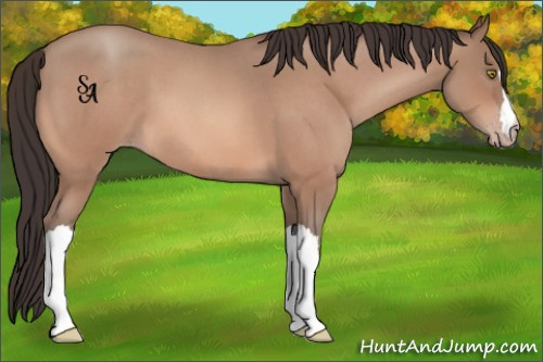 Horse Color:Sable Champagne Roan