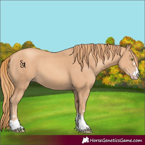 Horse Color:Gold Champagne