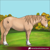 Horse Color:Gold Champagne 