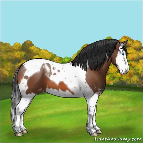 Horse Color:Bay Splash Tobiano Appaloosa 