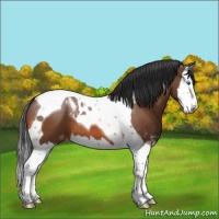 Horse Color:Bay Splash Tobiano Appaloosa 