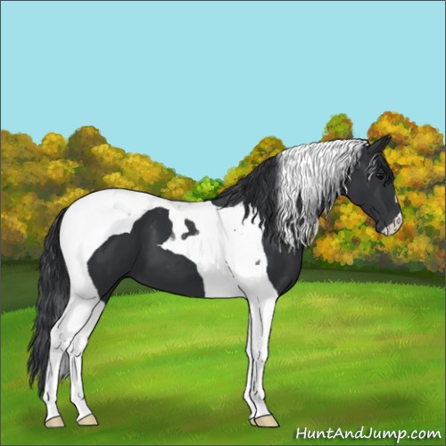 Horse Color:Black Tobiano 