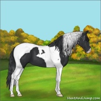 Horse Color:Black Tobiano 