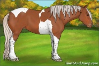 Horse Color:Silver Bay Tobiano Appaloosa 