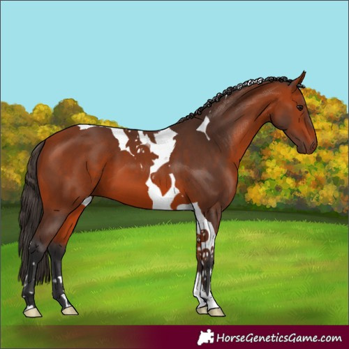 Horse Color:Bay Tobiano 