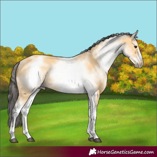 Horse Color:White Spotted Buckskin Sabino Frame 