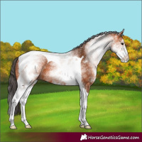 Horse Color:White Spotted Bay Tobiano 