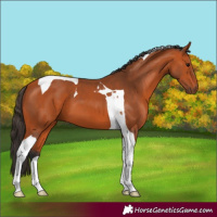 Horse Color:Bay Tobiano 