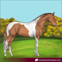 Horse Color:Chestnut Tobiano