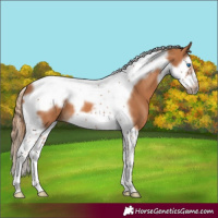 Horse Color:Chestnut Splash Tobiano Frame 