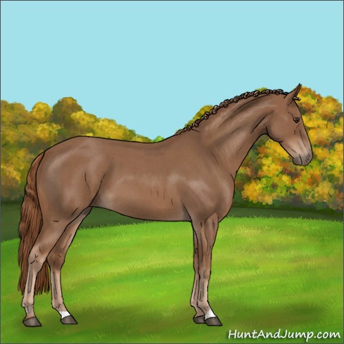Horse Color:Red Roan Sabino 