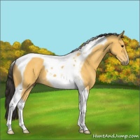 Horse Color:Buckskin Tobiano