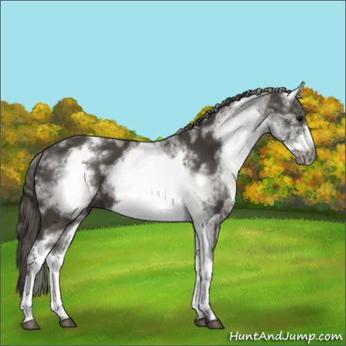 Horse Color:White Spotted Smoky Black Sabino Frame