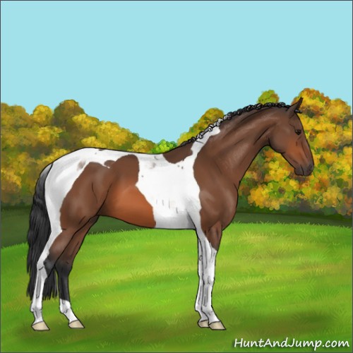 Horse Color:Bay Tobiano 