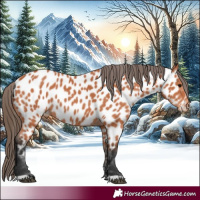 Horse Color:Bay Appaloosa