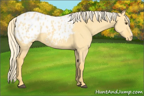 Horse Color:Palomino Dun Appaloosa 