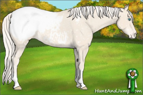 Horse Color:Cremello Appaloosa 
