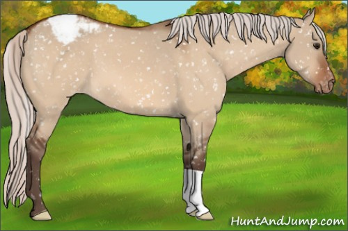 Horse Color:Silver Bay Dun Appaloosa 