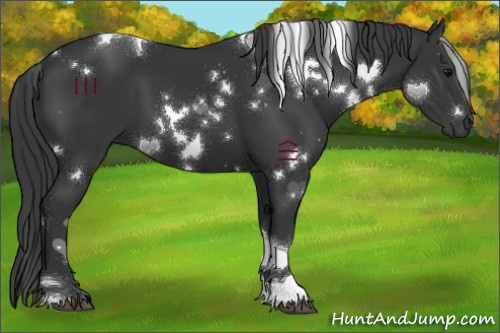 Horse Color:White Spotted Black Tobiano