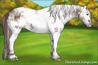 Horse Color:White Spotted Chocolate Grullo 