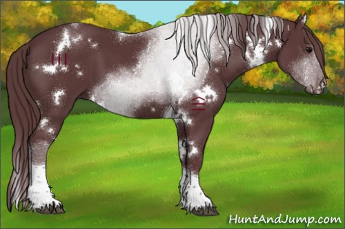 Horse Color:White Spotted Chocolate Black Tobiano