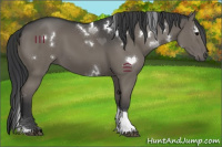 Horse Color:White Spotted Black Tobiano 