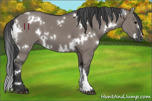 Horse Color:White Spotted Grullo 