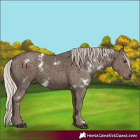 Horse Color:White Spotted Silver Black 