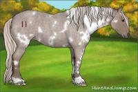 Horse Color:White Spotted Silver Blue Roan 