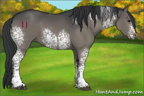 Horse Color:White Spotted Black