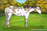 Horse Color:White Spotted Classic Champagne Splash 