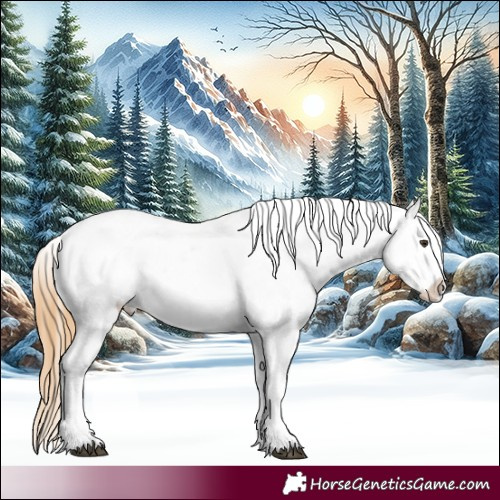 Horse Color:Chestnut Splash Appaloosa 