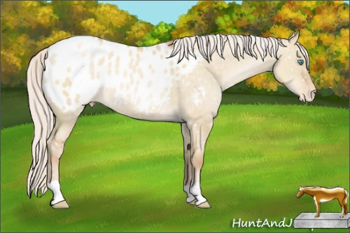 Horse Color:Silver Buckskin Pearl Dun Appaloosa