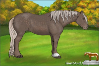 Horse Color:Silver Black Appaloosa 