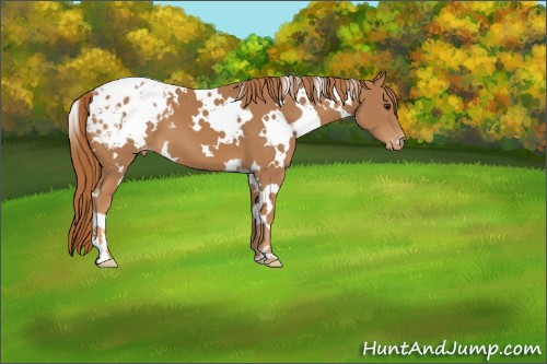 Horse Color:White Spotted Chestnut Appaloosa